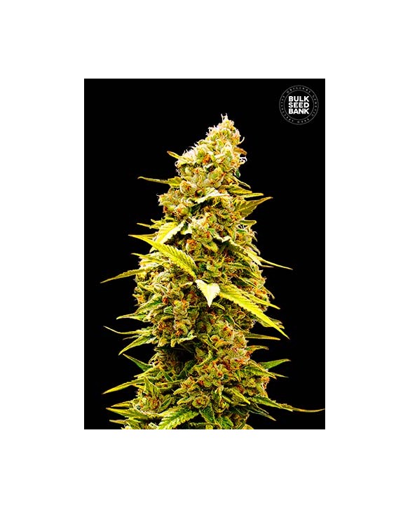 Banana Monkey | Bulk Seed Bank Banana Monkey | Bulk Seed Bank