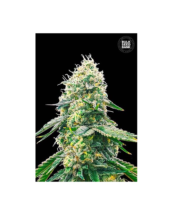 Gelato Samba | Bulk Seed Bank Gelato Samba | Bulk Seed Bank
