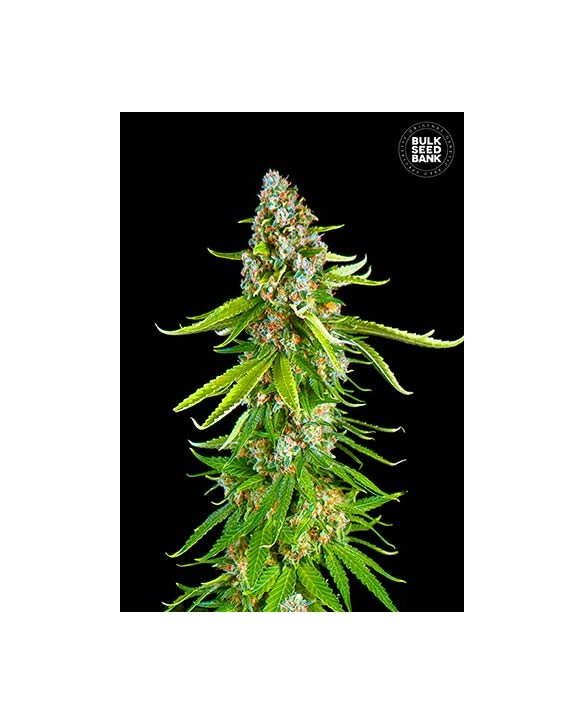 Grande Crack | Bulk Seed Bank Grande Crack | Bulk Seed Bank