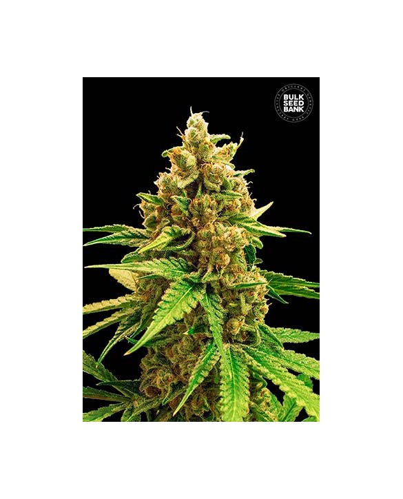 Winning Cake | Bulk Seed Bank