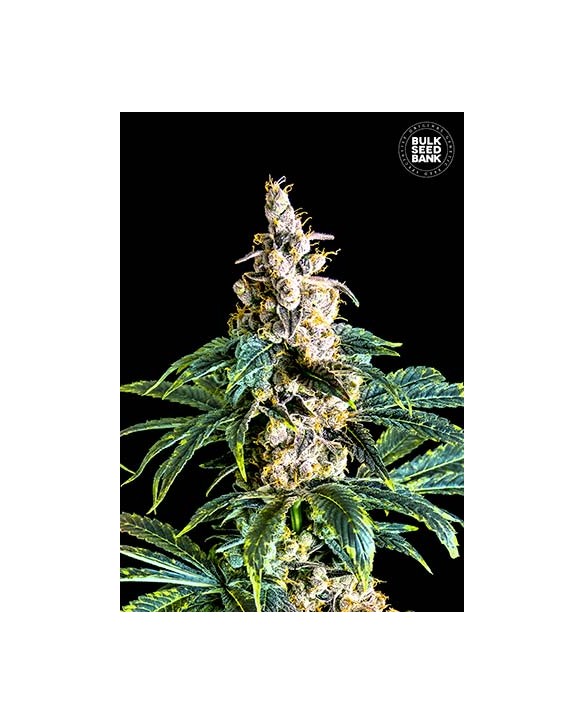 Zkittly Zi Zi | Bulk Seed Bank Zkittly Zi Zi | Bulk Seed Bank