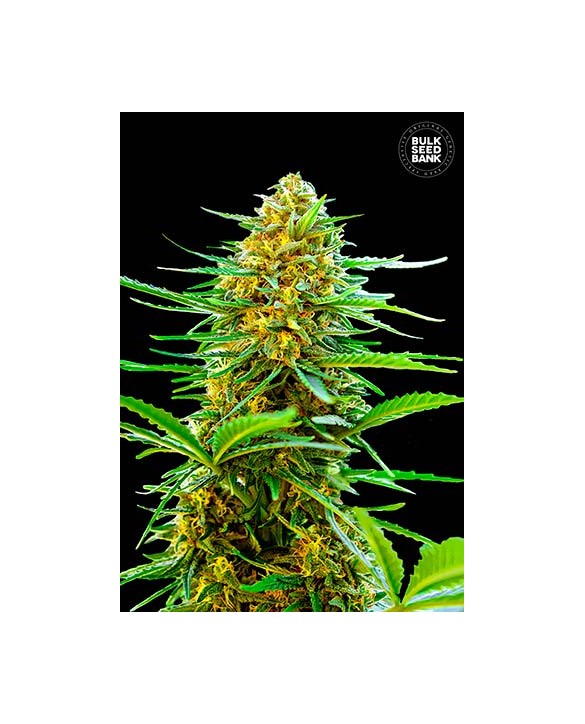 Auto Banana Monkey | Bulk Seed Bank Auto Banana Monkey | Bulk Seed Bank