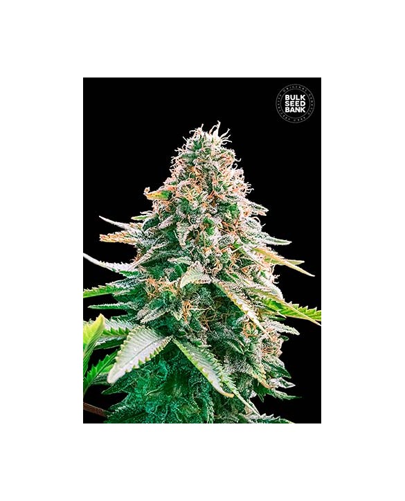 Auto Gelato Samba | Bulk Seed Bank Auto Gelato Samba | Bulk Seed Bank