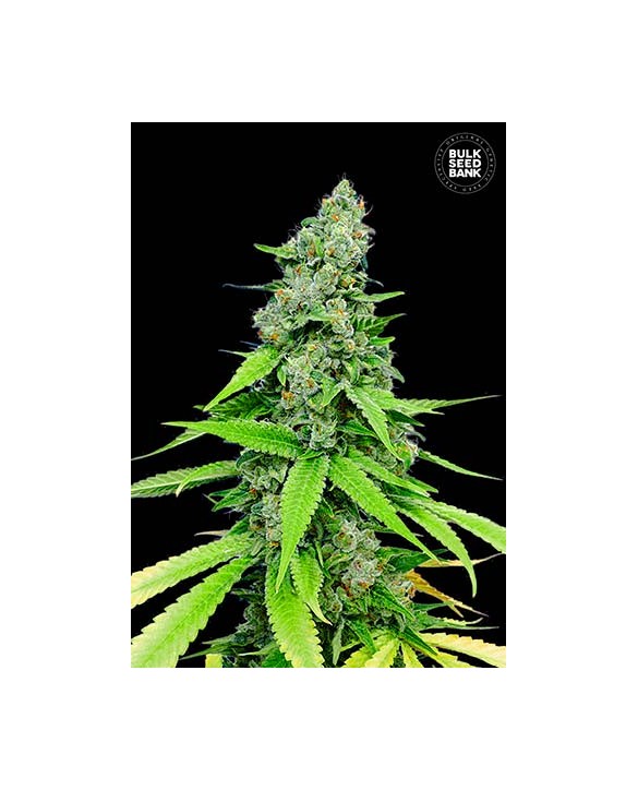 Auto Grande Crack | Bulk Seed Bank Auto Grande Crack | Bulk Seed Bank