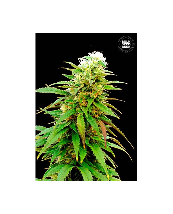 Auto Zkittly Zi Zi | Bulk Seed Bank Auto Zkittly Zi Zi | Bulk Seed Bank