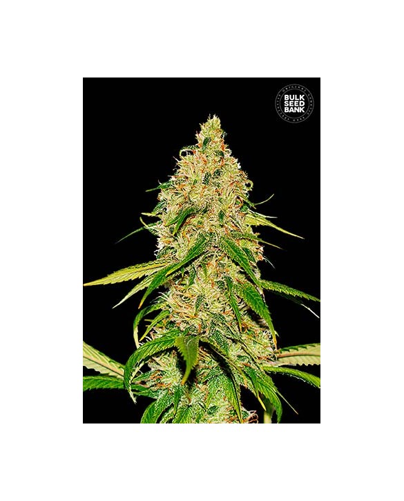 Auto CBD White Widow | Bulk Seed Bank
