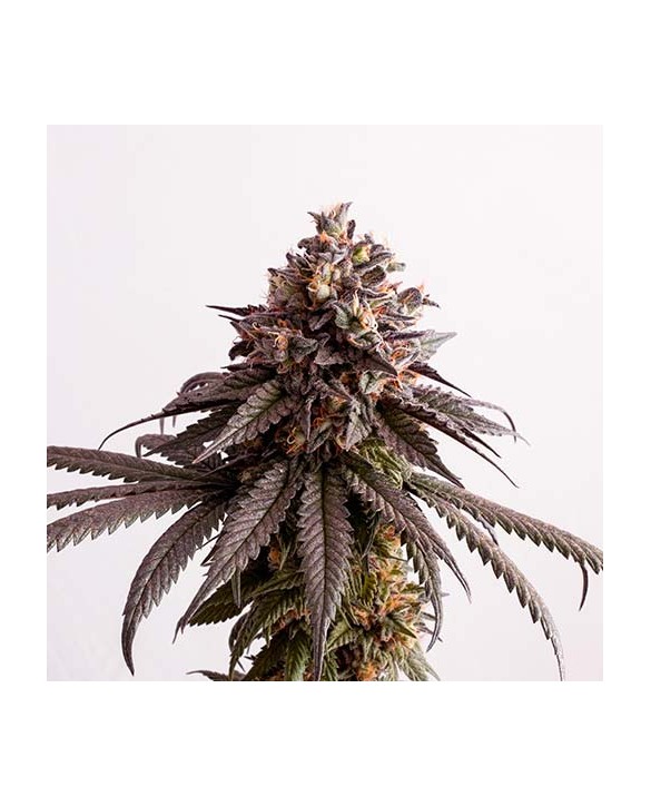 Gelato-K | Kannabia Gelato-K | Kannabia