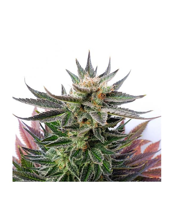 Sativa Dream | Kannabia Sativa Dream | Kannabia