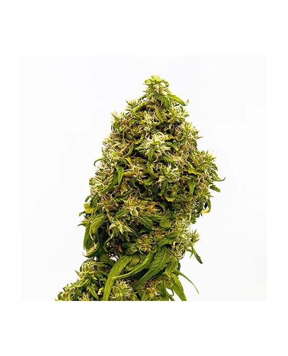 Swiss Dream CBD | Kannabia Swiss Dream CBD | Kannabia