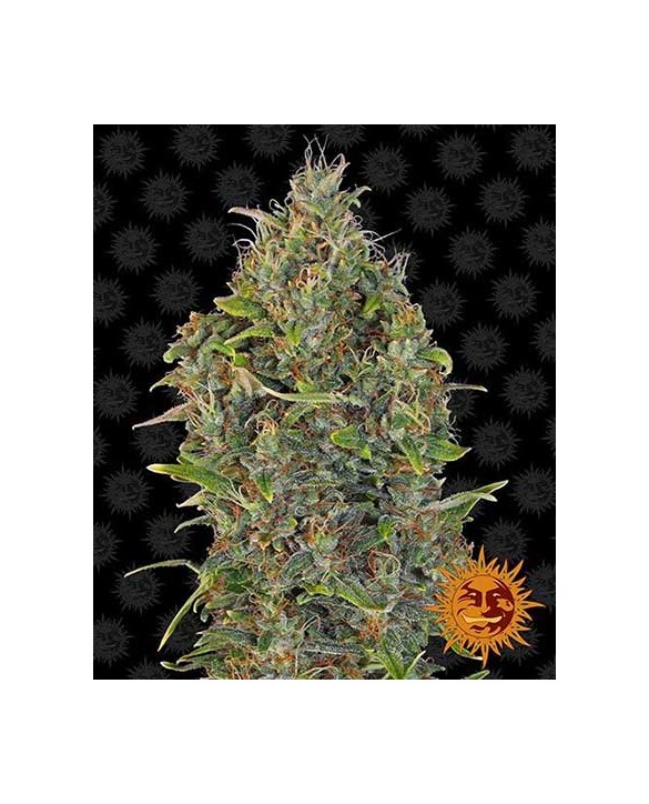 Critical Kush Auto | Barney’s Farm Critical Kush Auto | Barney’s Farm