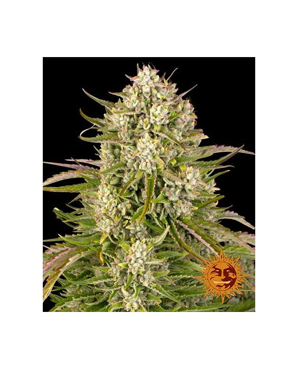 Wedding Cake Auto | Barney’s Farm Wedding Cake Auto | Barney’s Farm