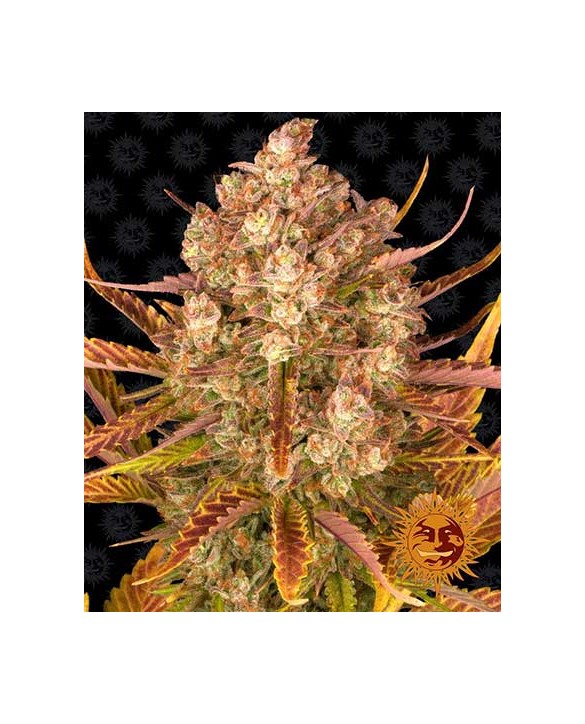 Dos Si Dos Auto | Barney’s Farm Dos Si Dos Auto | Barney’s Farm
