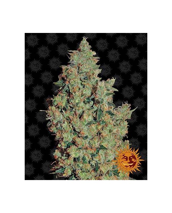 Tangerine Dream | Barney’s Farm Tangerine Dream | Barney’s Farm