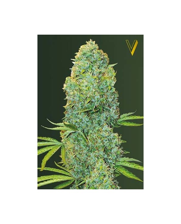 Amnesia Haze | Victory Seeds Amnesia Haze | Victory Seeds
