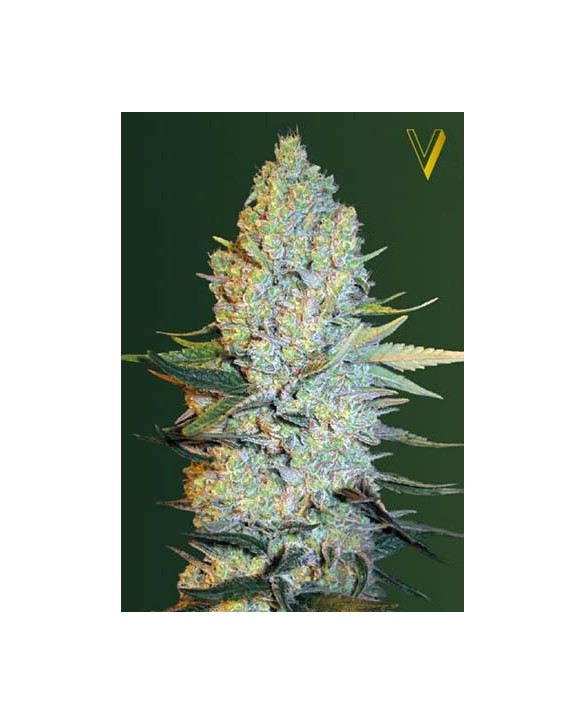 Amnesium | Victory Seeds Amnesium | Victory Seeds
