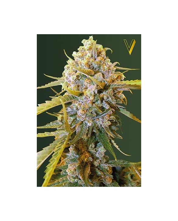 Biggest Bud | Victory Seeds Biggest Bud | Victory Seeds