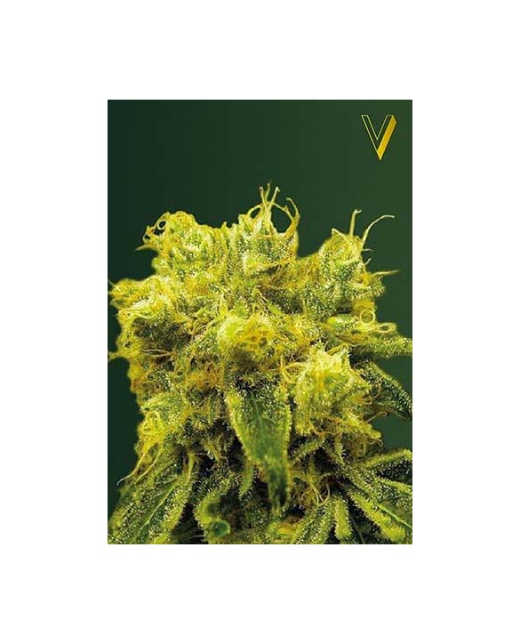 Blow Dream | Victory Seeds Blow Dream | Victory Seeds