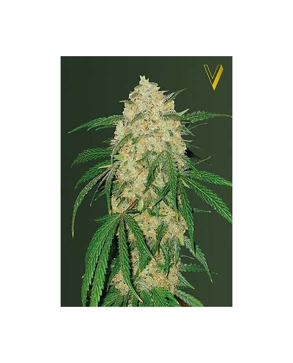 Bubblebum+ Pro | Victory Seeds Bubblebum+ Pro | Victory Seeds