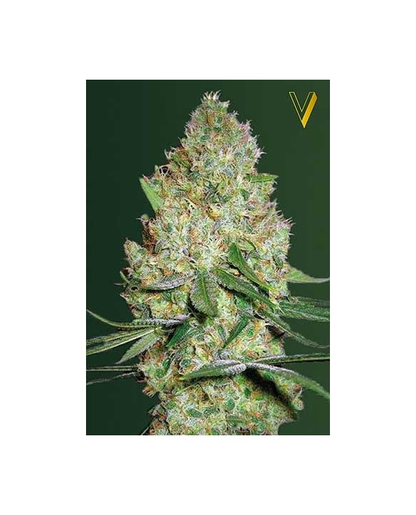 Chronic Monster XXL | Victory Seeds Chronic Monster XXL | Victory Seeds