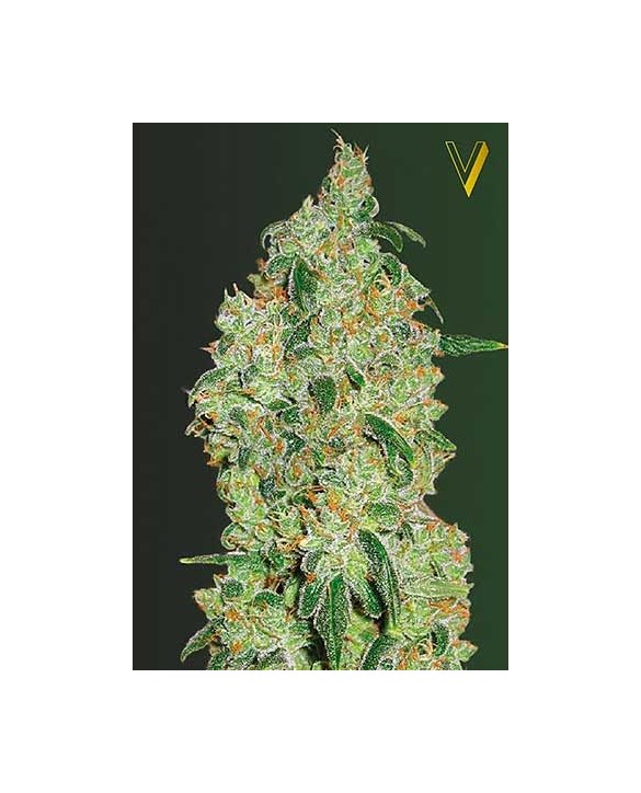 Green Wild Shark | Victory Seeds Green Wild Shark | Victory Seeds