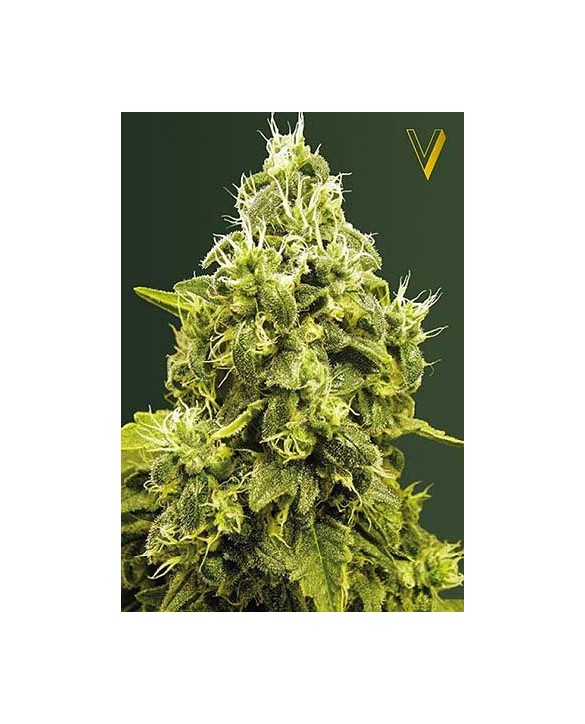 Jack Hammer | Victory Seeds Jack Hammer | Victory Seeds