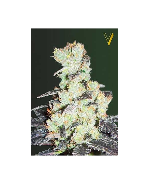 NHL Diesel | Victory Seeds NHL Diesel | Victory Seeds