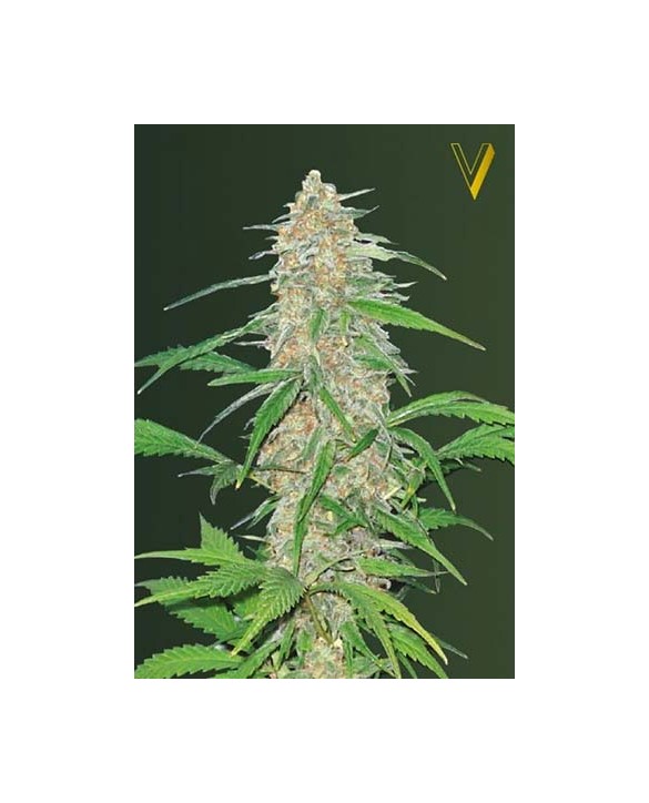 AK-77V | Victory Seeds AK-77V | Victory Seeds