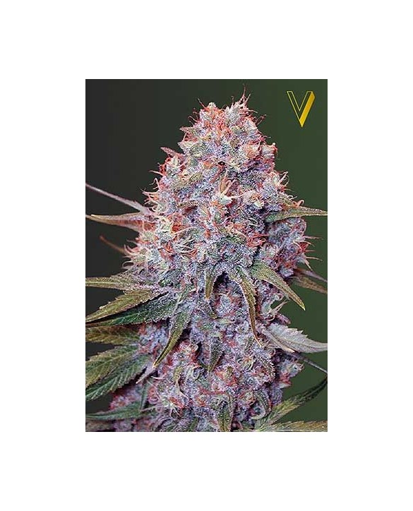Caramelino | Victory Seeds Caramelino | Victory Seeds