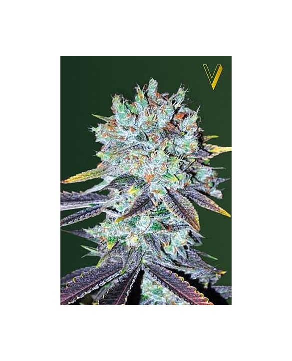 Original Berry | Victory Seeds