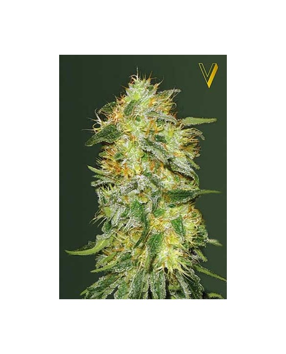 Original Limonade Skunk | Victory Seeds Original Limonade Skunk | Victory Seeds