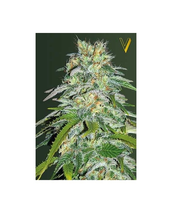Parmesan | Victory Seeds Parmesan | Victory Seeds