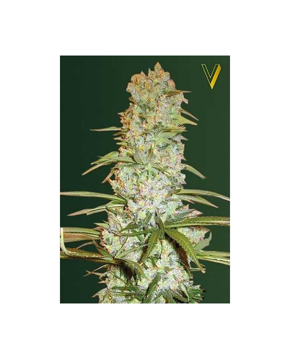 Red Russian XXL | Victory Seeds Red Russian XXL | Victory Seeds