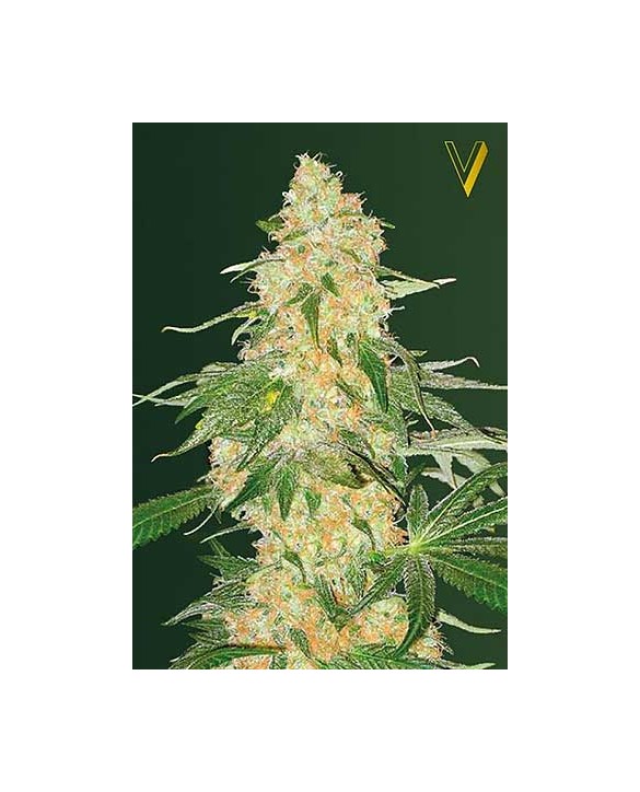 Super Extra Skunk | Victory Seeds Super Extra Skunk | Victory Seeds