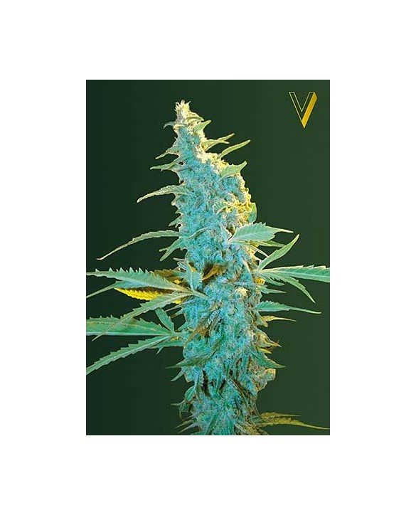 Ultra Power Plant | Victory Seeds Ultra Power Plant | Victory Seeds