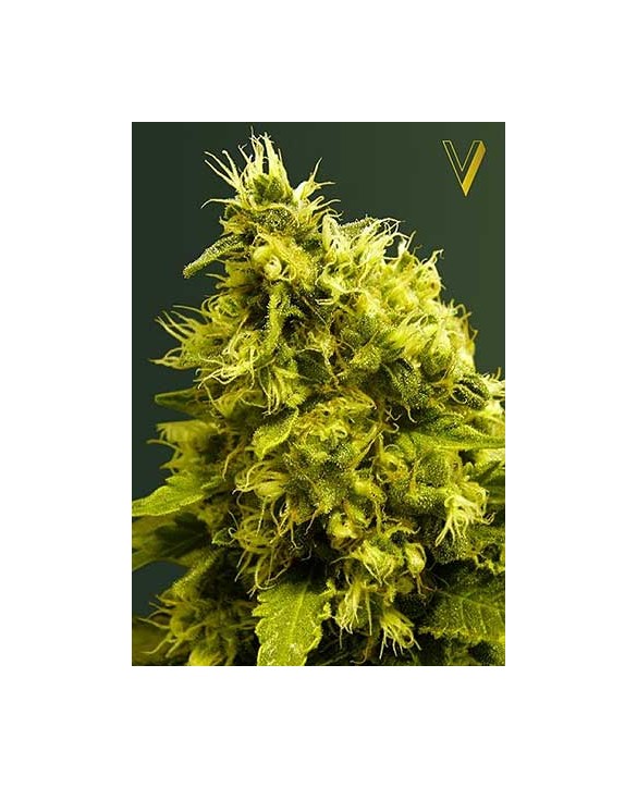 White Widow | Victory Seeds White Widow | Victory Seeds