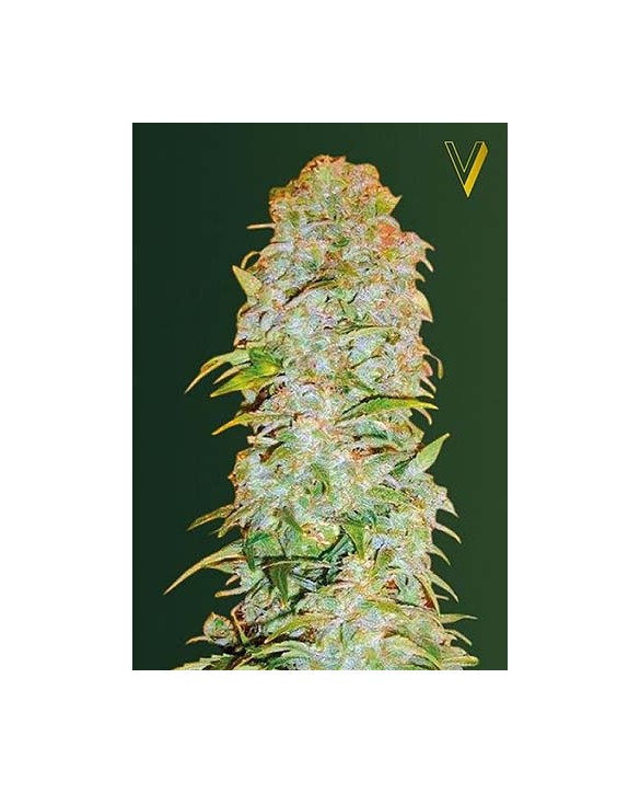 Auto AK-77V | Victory Seeds Auto AK-77V | Victory Seeds