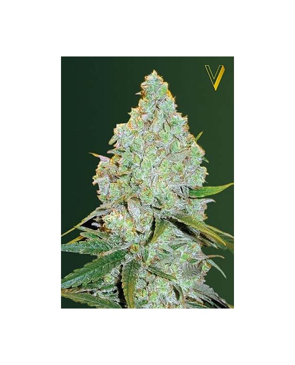 Auto Amnesia Haze | Victory Seeds Auto Amnesia Haze | Victory Seeds