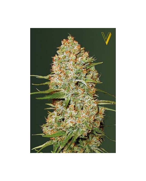 Auto Amnesium | Victory Seeds Auto Amnesium | Victory Seeds