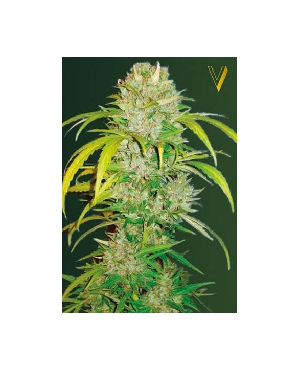 Auto Big Angel | Victory Seeds Auto Big Angel | Victory Seeds