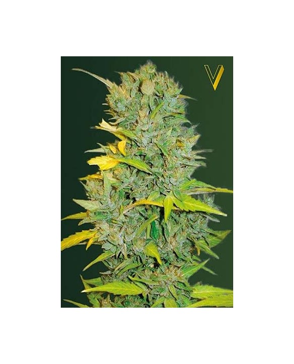 Auto Biggest Bud | Victory Seeds Auto Biggest Bud | Victory Seeds