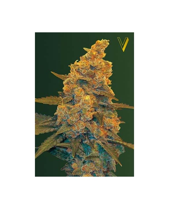 Auto Blow Dream | Victory Seeds Auto Blow Dream | Victory Seeds