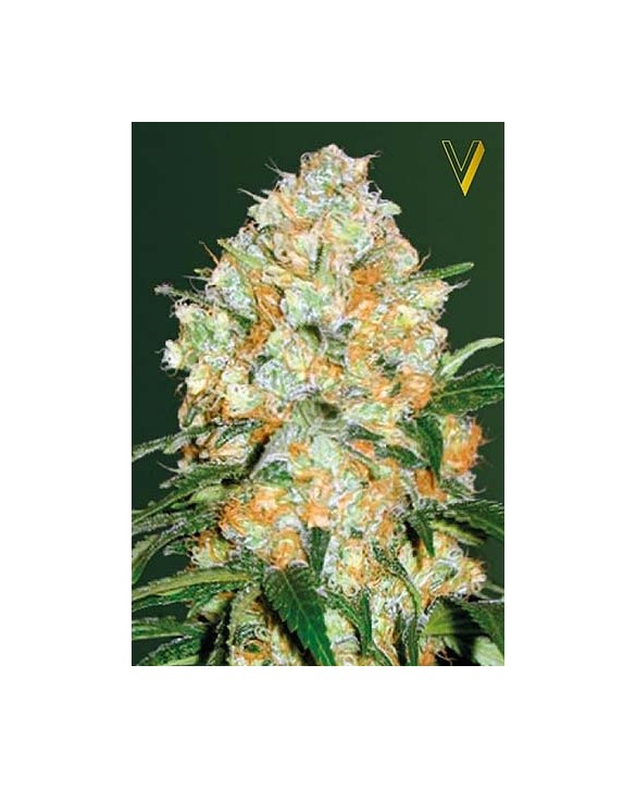 Auto Bubblegum+ Pro | Victory Seeds Auto Bubblegum+ Pro | Victory Seeds