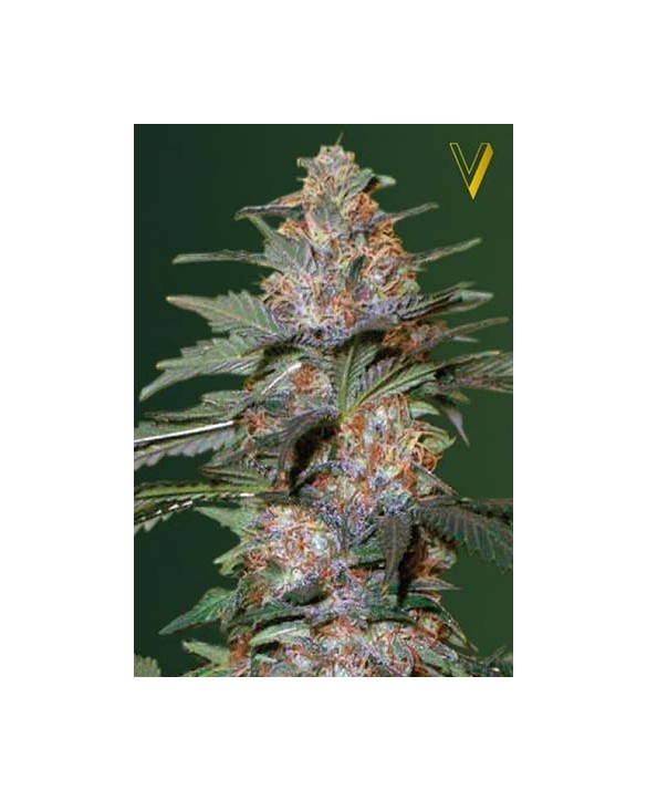 Auto Caramelino | Victory Seeds Auto Caramelino | Victory Seeds