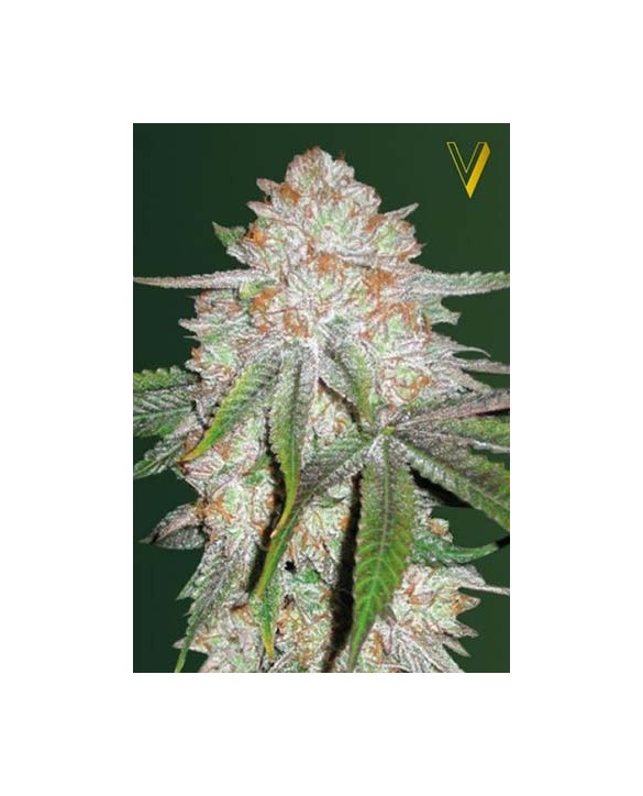 Auto Chocodope | Victory Seeds Auto Chocodope | Victory Seeds