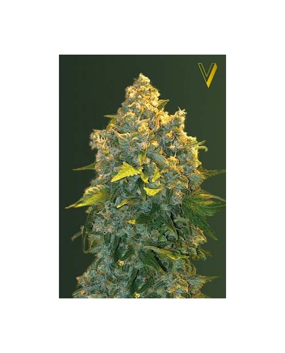 Auto Chronic Monster XXL | Victory Seeds Auto Chronic Monster XXL | Victory Seeds