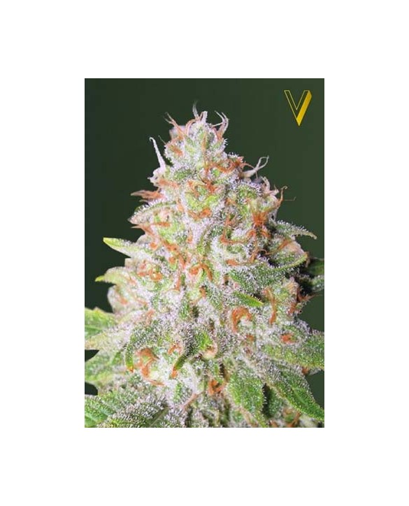 Auto Green Wild Shark | Victory Seeds Auto Green Wild Shark | Victory Seeds