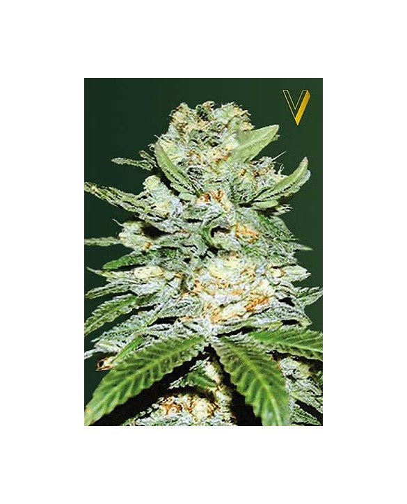 Auto Jack Hammer | Victory Seeds Auto Jack Hammer | Victory Seeds