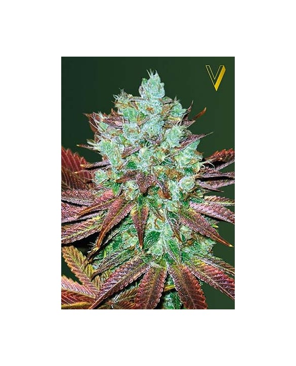 Auto NHL Diesel | Victory Seeds Auto NHL Diesel | Victory Seeds