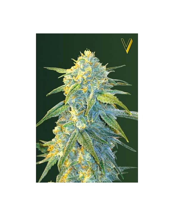 Auto Northern Light | Victory Seeds Auto Northern Light | Victory Seeds