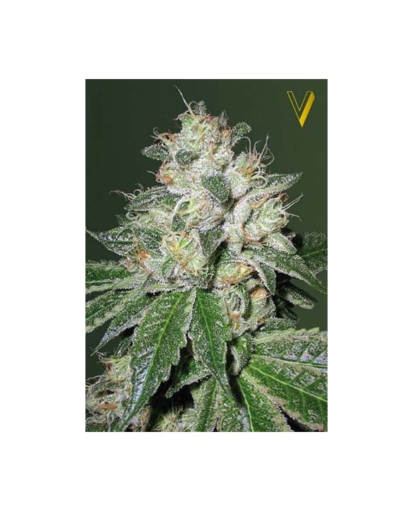 Auto OG Kush | Victory Seeds Auto OG Kush | Victory Seeds